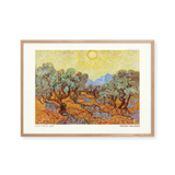 Olive Trees