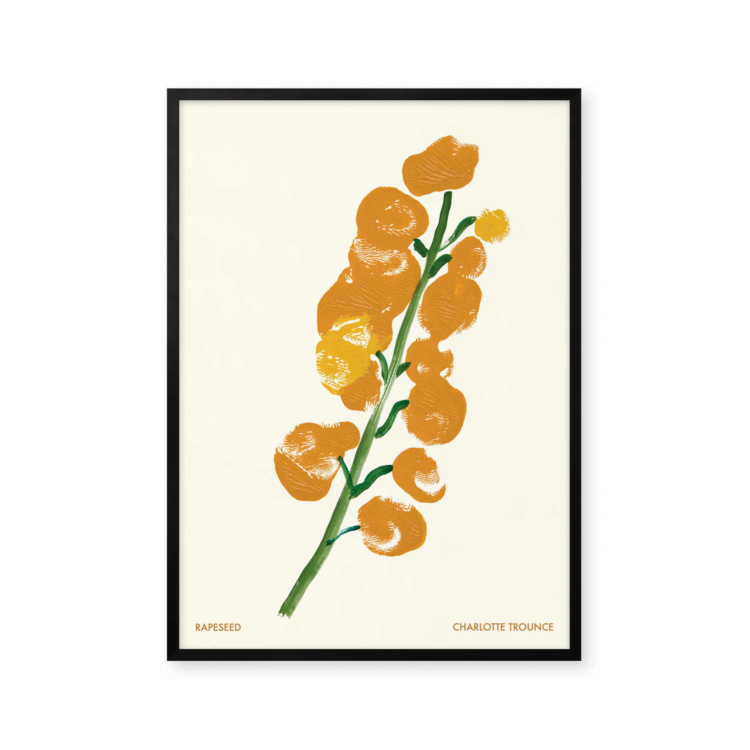 Rapeseed
