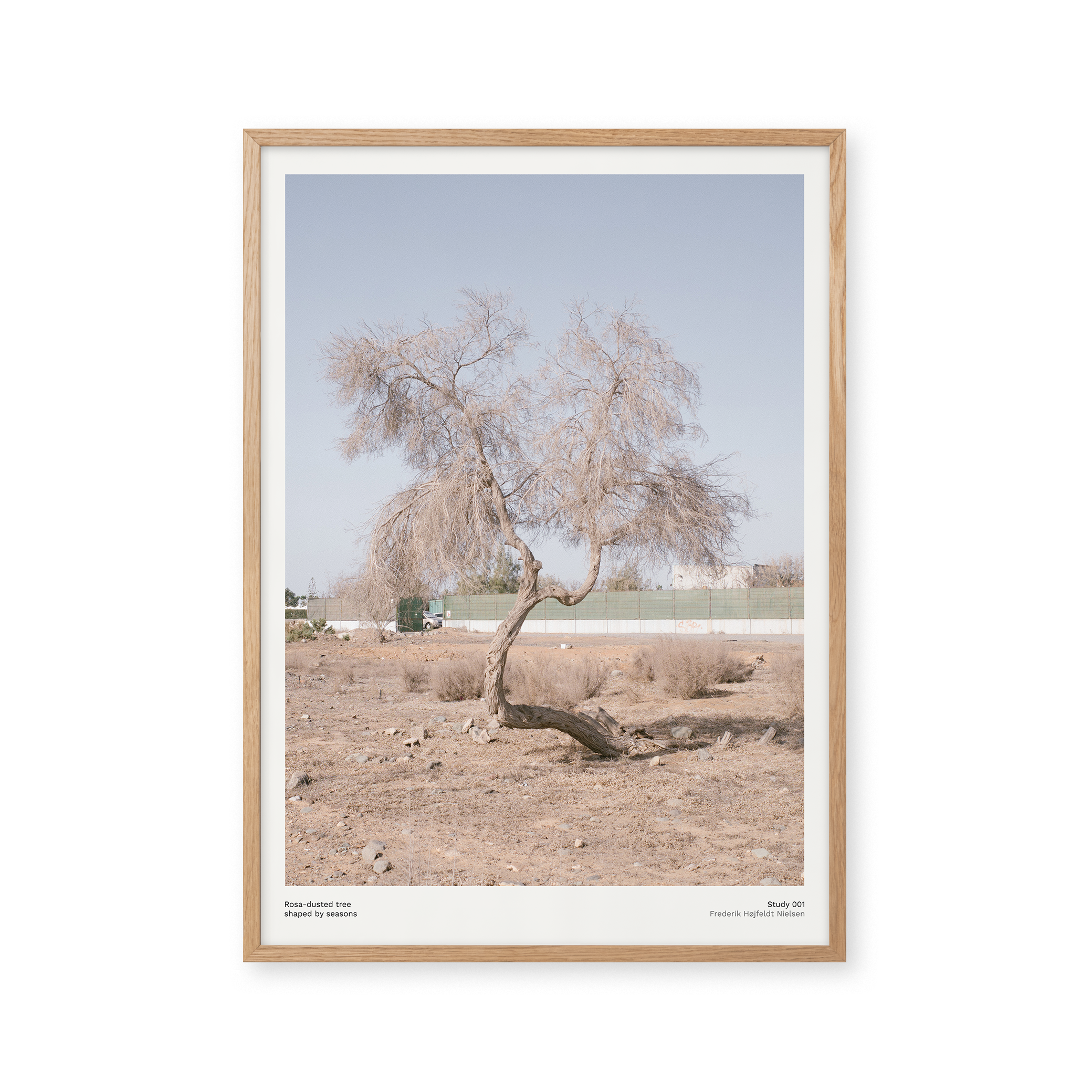 Tree – Peléton